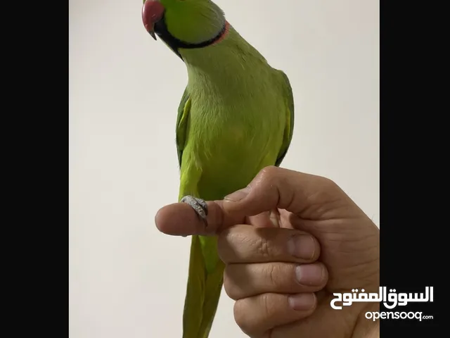 ببغاء الدرة المطوق الهندي اليف زي اللعبة ثوب رائع تربل جامبو