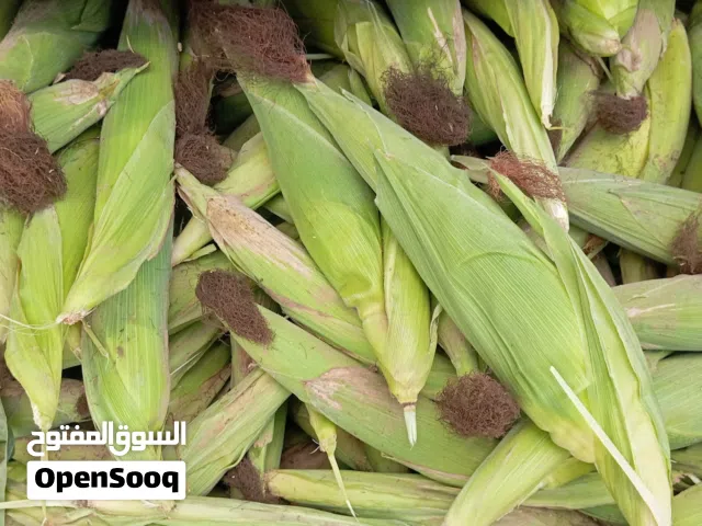 سبول طاجز تاجوراء