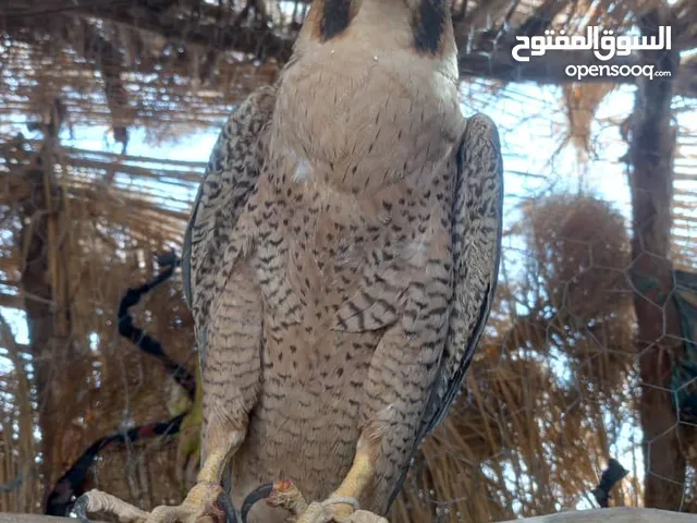 الصيد بالصقور الصيد بالصقور الصيد بالصقور الصيد بالصقور الصيد بالصقور