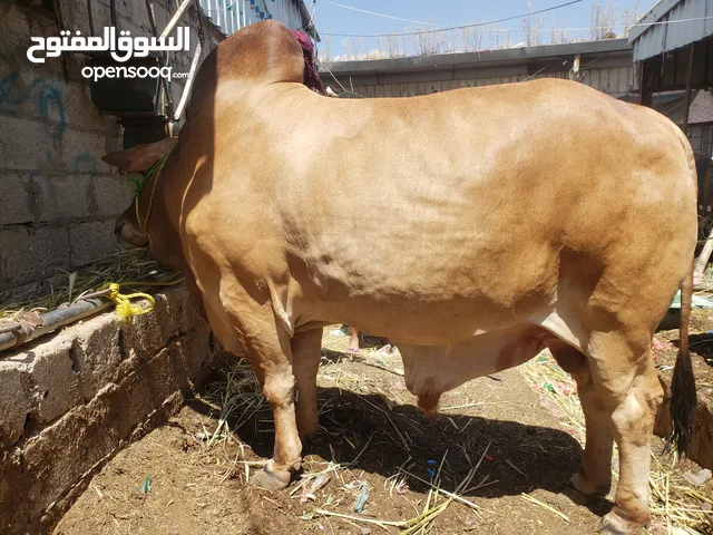محمد عكابي لبيع وشراء الاغنام والابقار