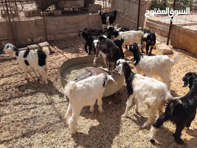 بسم الله توكلنا على الله يوجد لدينا 5 جديان معاهم 8 عنايق مع بعض 13 للبيع 550 دينار الواحد ا