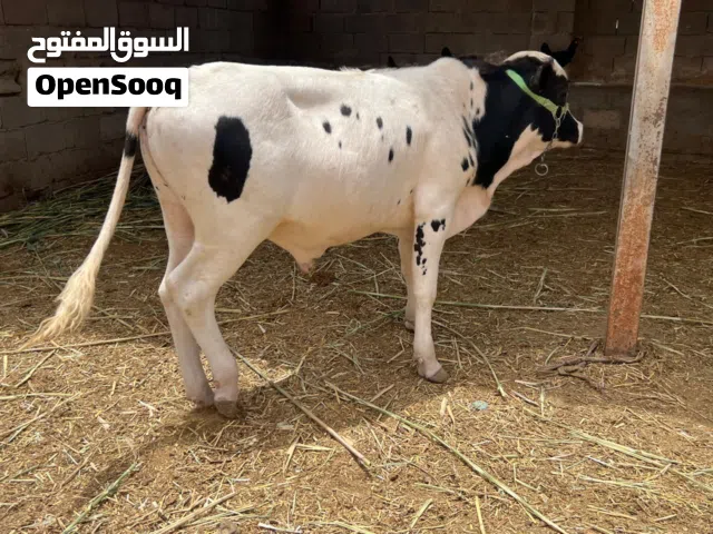 عجول شرط الصحه مال رباط