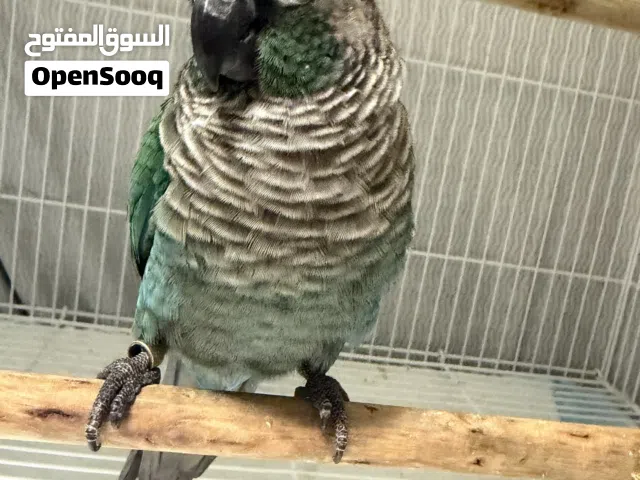 بغبغاء كنيور بلو شيك تركواز لونه جميل و مميز اليف جداً جداً و مايعض الطير