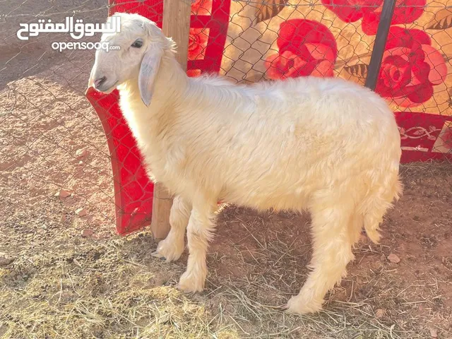 كبش رملي اصل