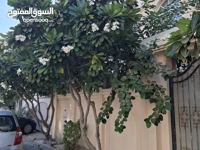 للبيع ياسمين هندي بحالة ممتازة