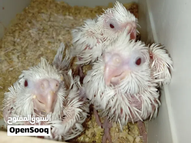 كوكتيل افراخ زق للبيع البينو ابيض عين حمره عراقيات السعر والعنوان أقرأ الوصف