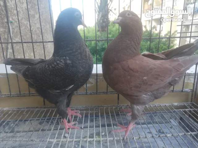 مينى كنج سيامى كاتم