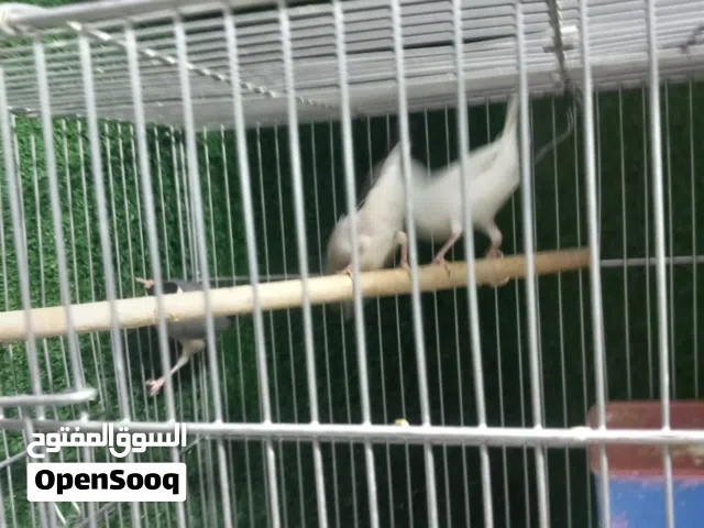 فناجس جاوا للبيع حلوات نضيفات ابييع بدون قفص  العدد زوجين