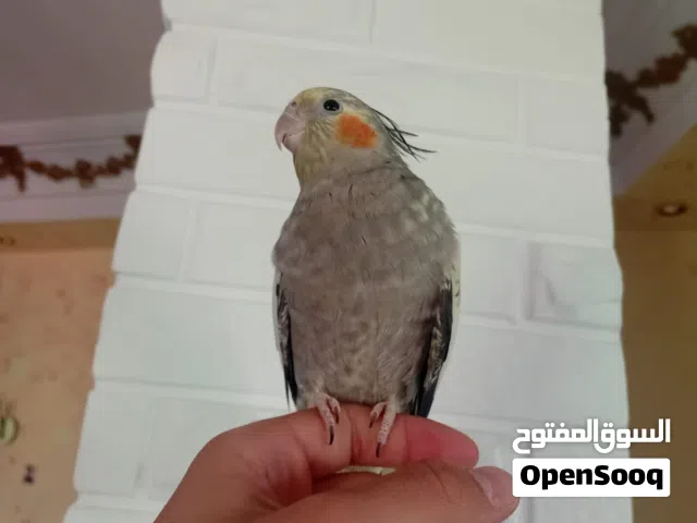 جوز ككتيل اليفات ومدربات آمنات علا الاطفال.......... والله يبارك لصاحب النصيب.......................