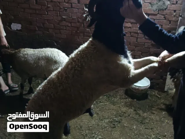 خرفان بلدي للضحية بال للصلاه على النبي سعر الكليو 230