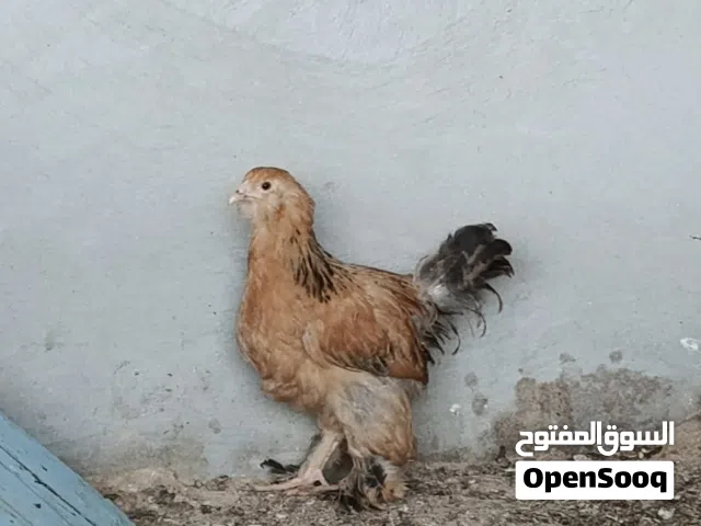 كتكوت براهمي