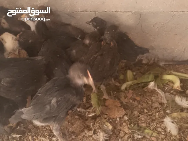 صيصان للبيع عمر شهر وشهر نص للبيع
