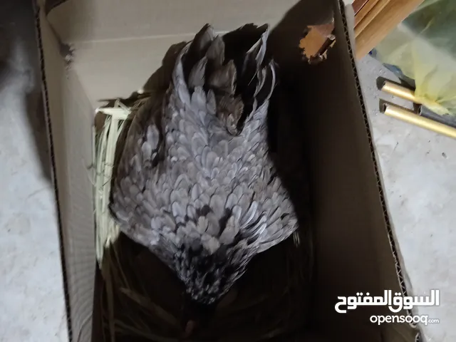 دجاجه كاركه