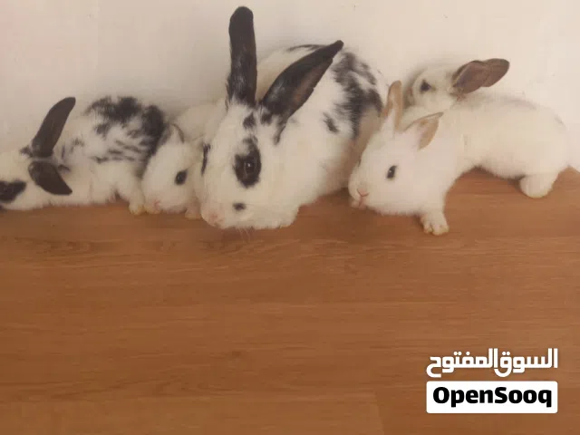 أرنب بصغارها