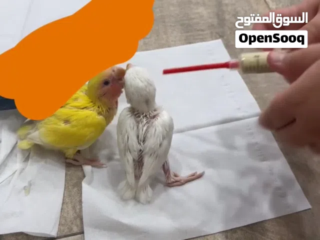 كلشي فل فيديو