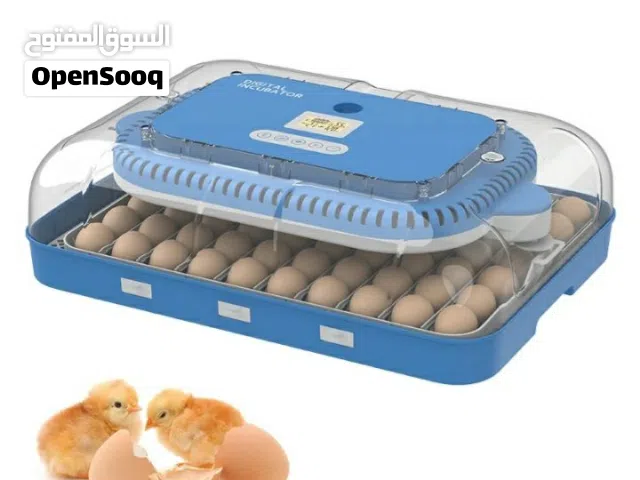 فقاصة 70 بيضة