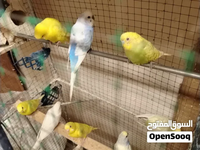 طيور حب تقريبا 8 ازواج طفرلت حلوه