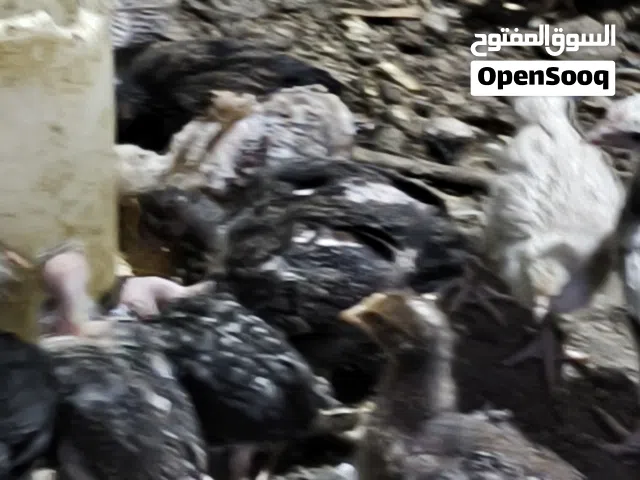 كتاكيت عرب وبو ركيبه عمر شهر 10 ايام سعر الزوج 5 آلاف كتاكيت عرب عمر 5 و6 ايام سعر الزوج 2500 مكاني