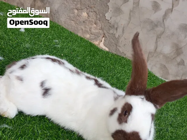 زوز نتايات ودكر بابيون