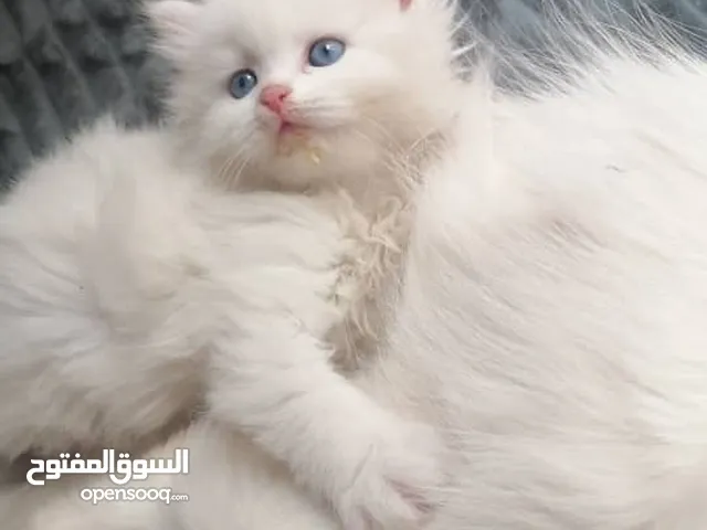ذكر وانثى شيرازي بعيون كريستالي