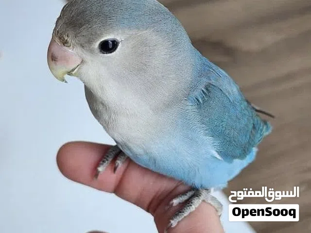 للبيع لافبيرد اليف جدا مناسب للاطفال