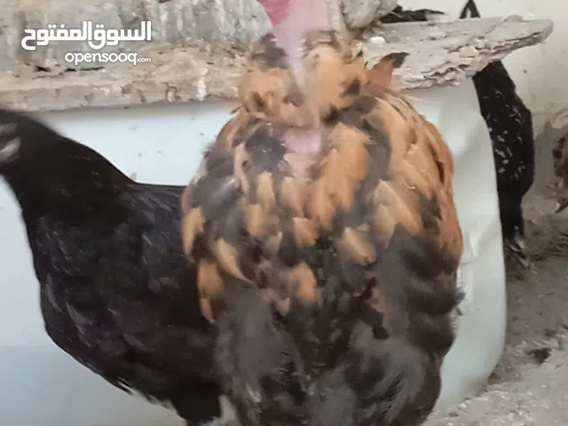 للبيع ديك ابو رقبة و دجاج