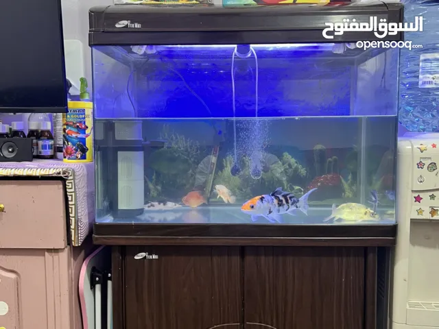 حوض سمك كامل مع الأسماك والأغراض