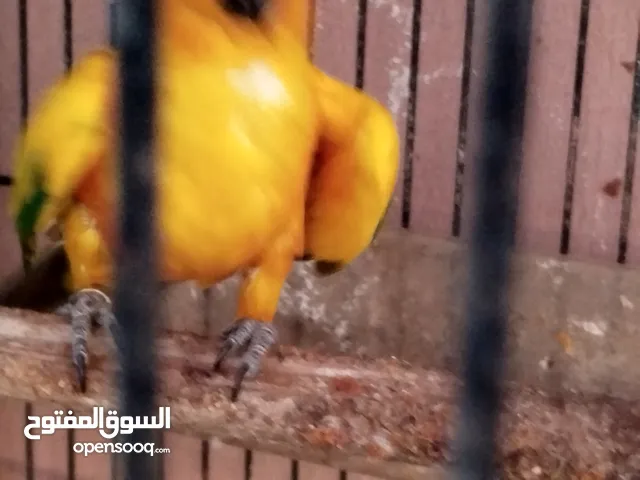 طيره صن كنيور طائر الشمس