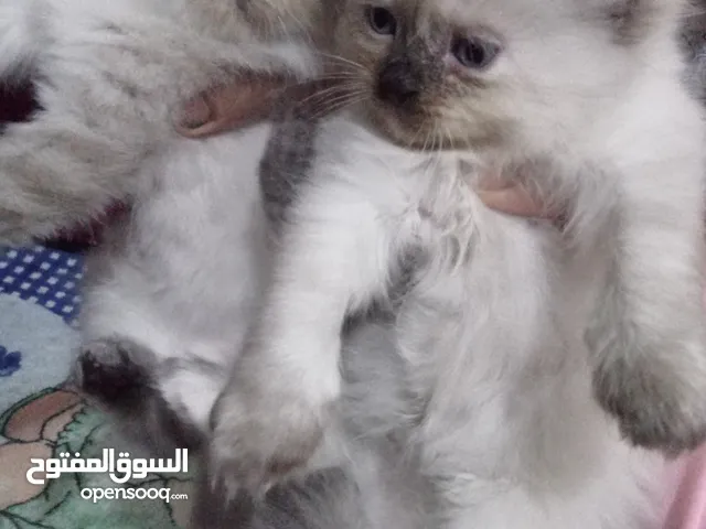قطتين هيمالايا شوكلت نادرين للبيع – عمرهم 45 يوم، بصحة ممتازة، أليفين، نظيفين، متربين في بيت، جاهزين