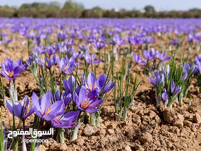 زعفران إيراني خالص من مشهد - مئة بالمئة خالص