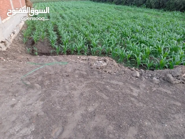 Farm Land for Sale in Sharqia Minya al-Qamh