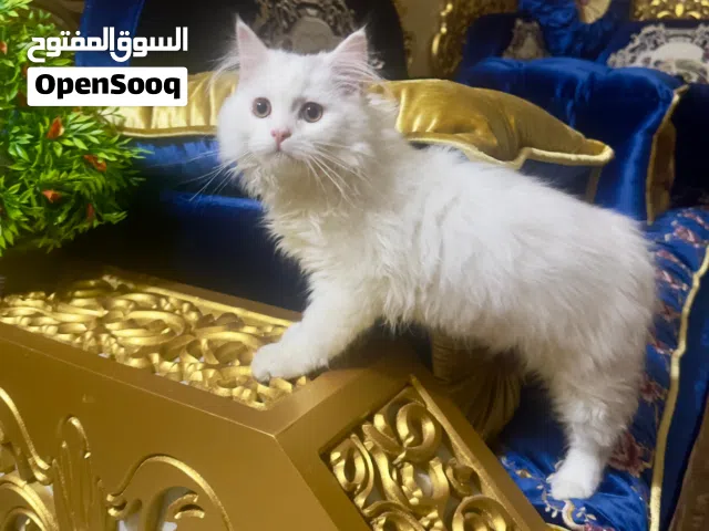 قط شيرازي ابيض للبيع التفاصيل في الوصف