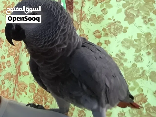 ببغاء كاسكو  عمر 11 عام يتكلم ويرقص