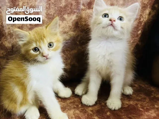 قطط شيرازيه صغيره عمر شهر ونص