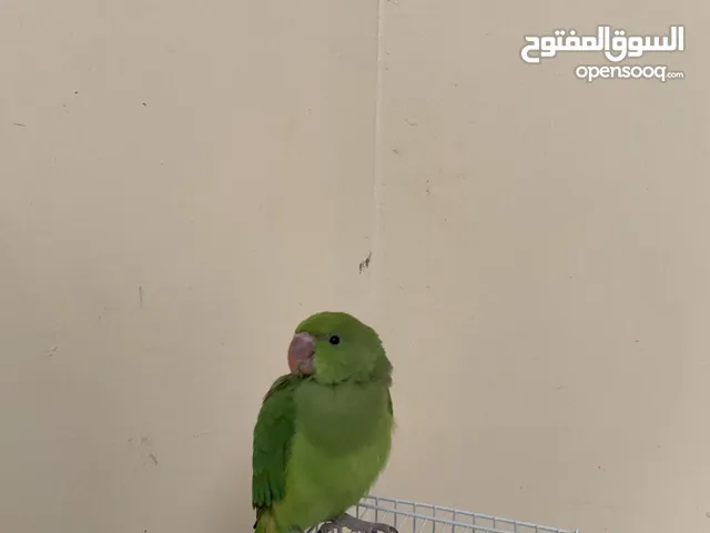 فرخ دره سوبر جامبو ما شاء الله حجم وصحة نهاية غر مكتمل ريش للتواصل