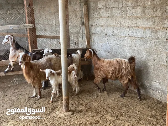 حلال عماني للبيع