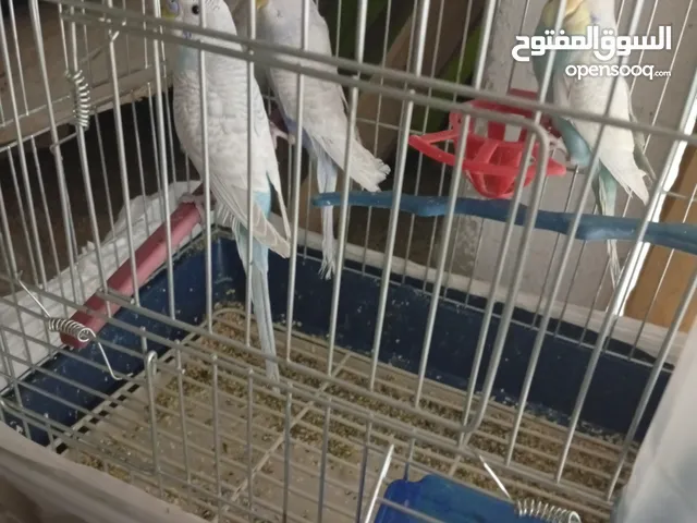 طيور حب للبيع في اربد الاتصال على الرقم الموجود بالاعلان