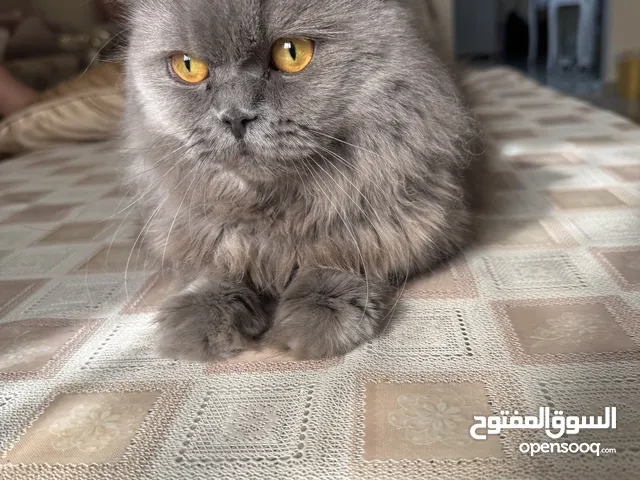 قطط للبيع
