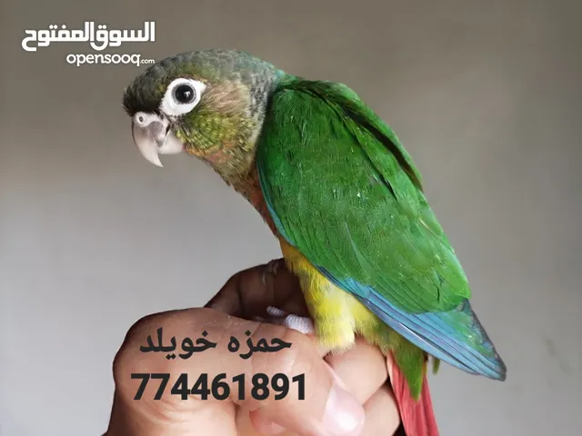 أتحدث عن جمال ببغاء الكنيور انناس "يلو سايد" روعة لاتوصف .
