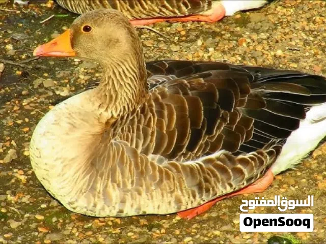 مطلوب وز ذكر في حدود البريمي