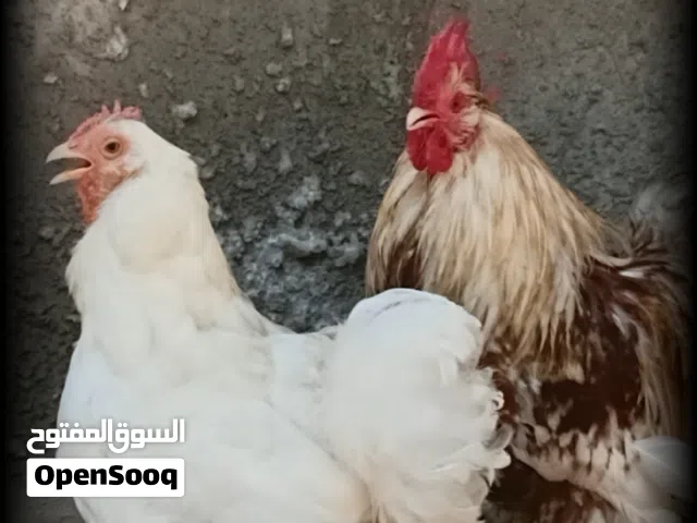 كوبية استرالي ربي ايبارك