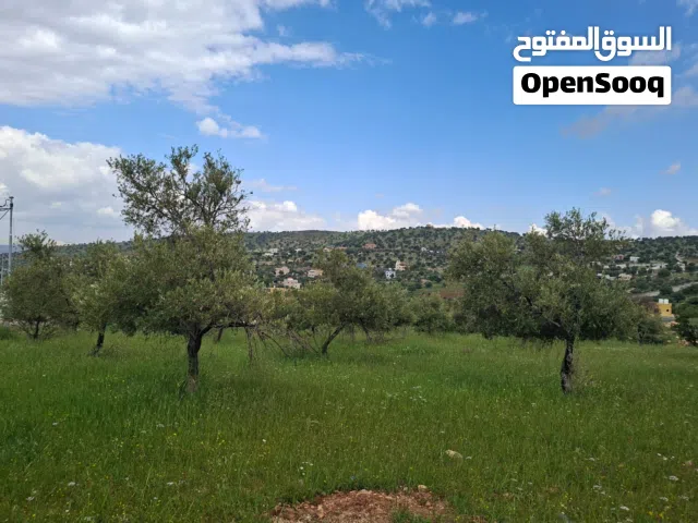 العالوك أجمل مناطق بيرين