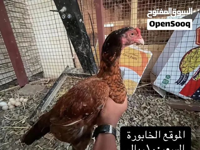 ديايه باكستانيه بياضه