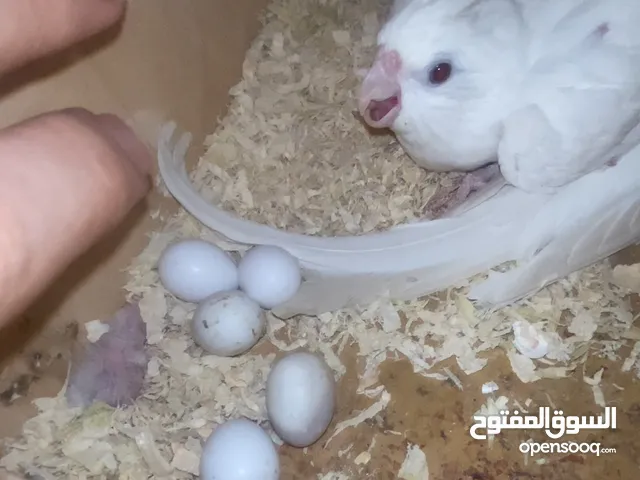 زوج البينو منتج مع 4 فروخ للغر و التدريب