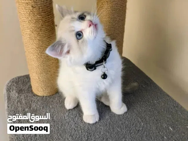 Ragdoll kitten available for new home