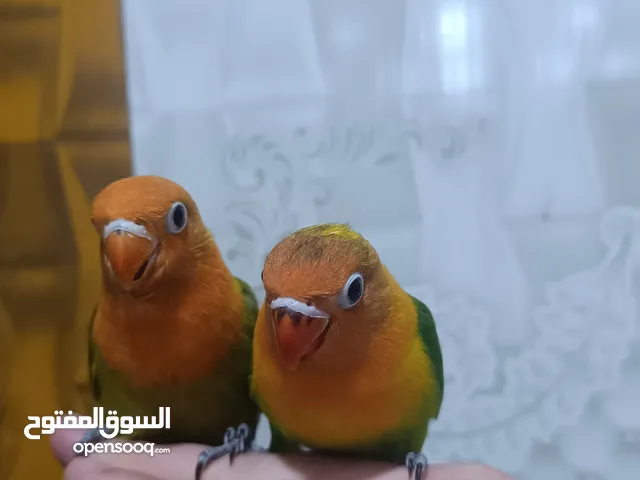 طيور غندوره نوع فيشر طيور عمرهن شهرين ويغردن تقريبا وقفص جديد سعره هنه وقفص 45 الف قفل