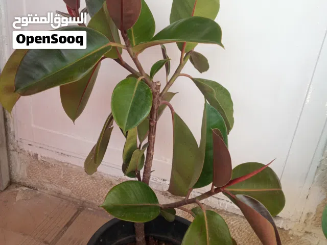 شجره كوشوك طبيعي