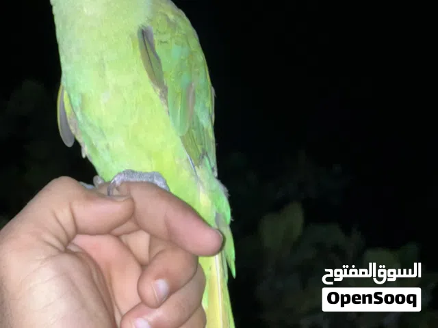 للبيع ببغاء أليفة