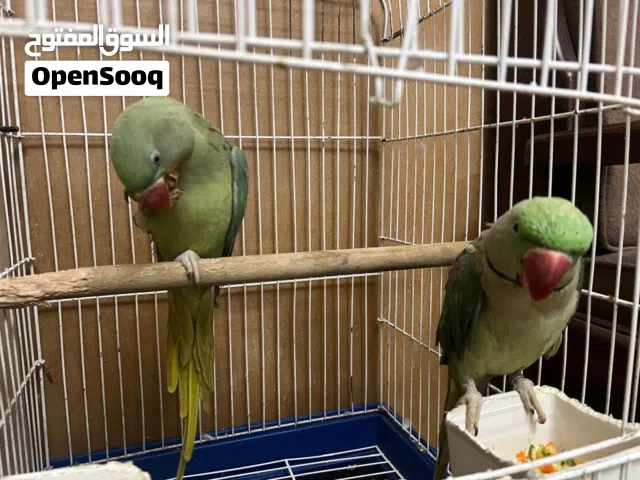 زوج درة أمريكي عمر سنتين ونص