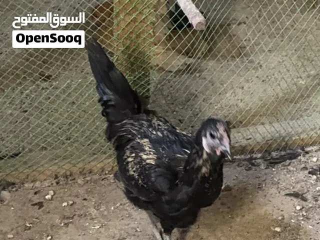 زوج ديوجه